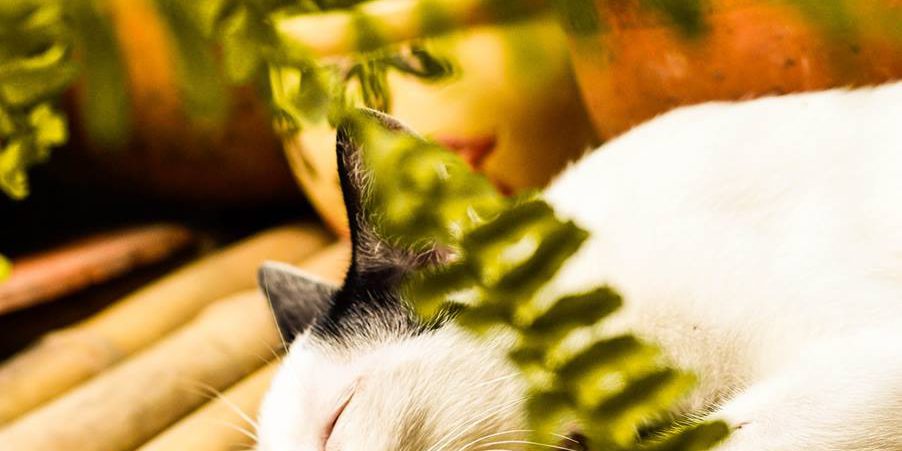 tap-hoa-zui-they-need-love Tạp hóa zui vẽ về động vật