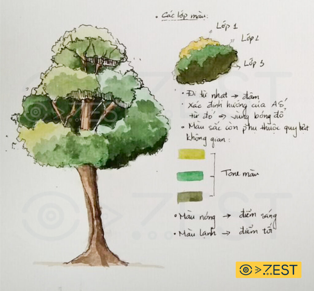 Cách vẽ cây bằng bút kim và đệm màu nước trong ký họa phong cảnh