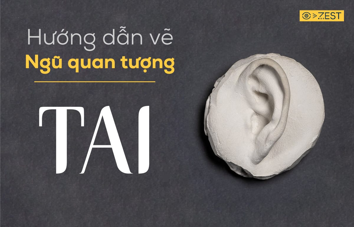 Luu-y-khi-ve-ngu-quan-tuong-thach-cao-phan-tai-zest-art (1) Lưu ý khi vẽ ngũ quan tượng thạch cao phần tai