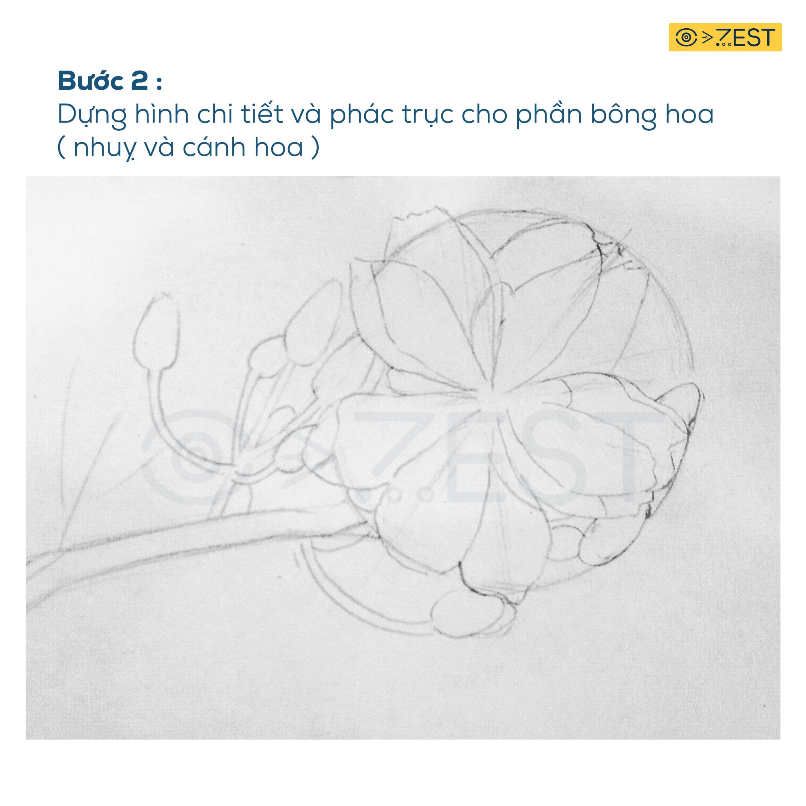 6 Bước vẽ cành hoa mai bằng bút chì đơn giản - Zest Art