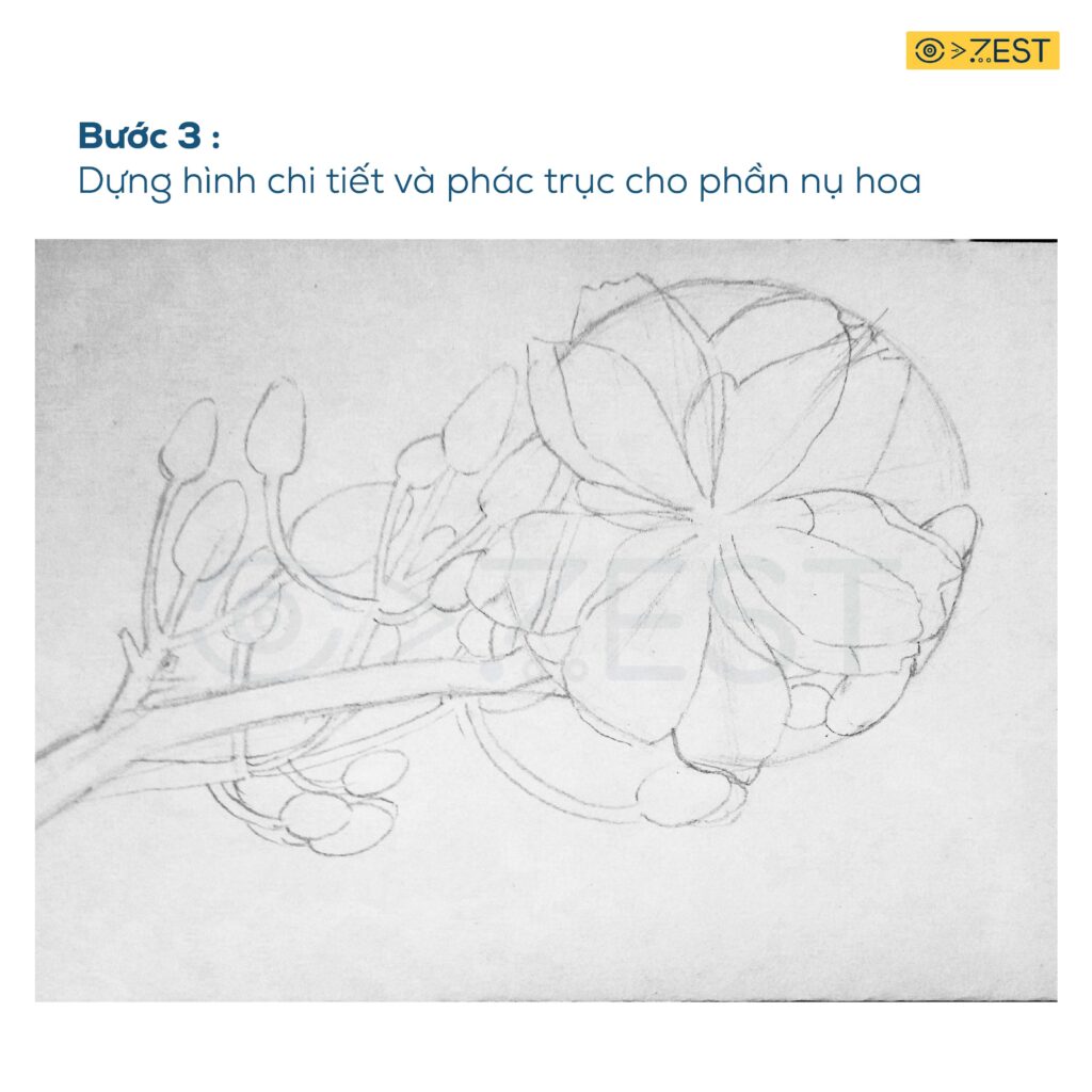 Cách vẽ hoa mai tự cây bút chì đơn giản